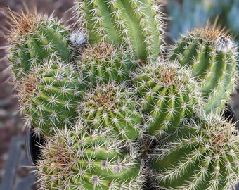 Rare Lobivia Hybrid Western Red Clumping Cactus Plant