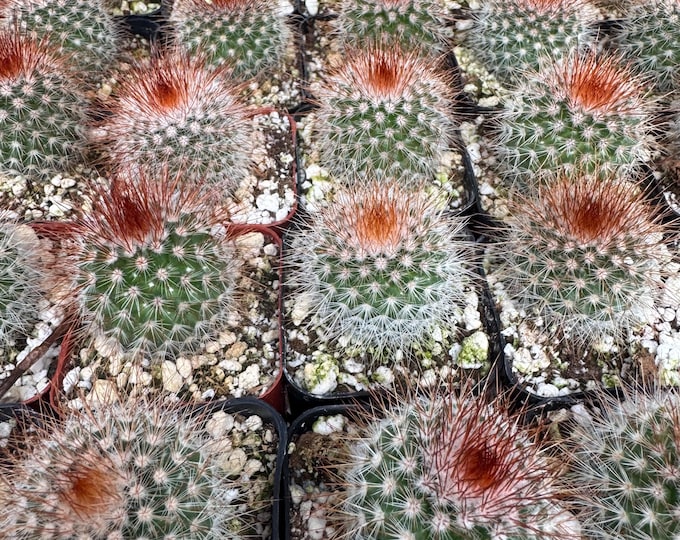 Mammillaria Spinossisima mini Cactus Plant in 2 inch pot