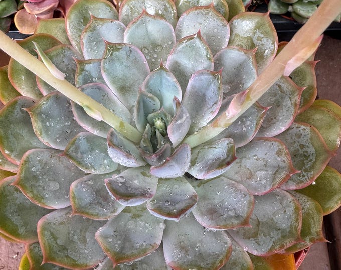 Echeveria blueish Succulent Plant 6 inch pot