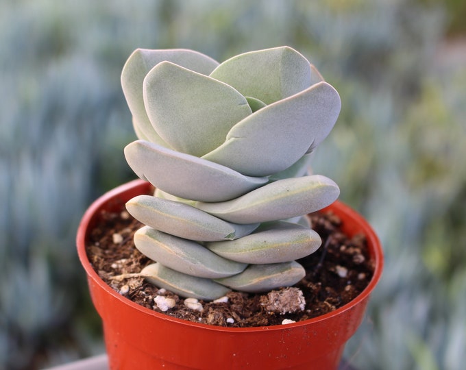 Crassula Ivory Tower Succulent Plant