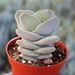 see more listings in the Succulent  Plants section