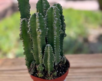 Fairy Castle Cactus Plant