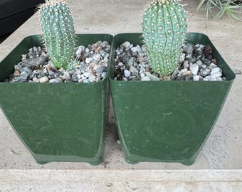 Hoodia Gordonii Succulent Plant