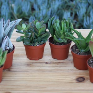 10 Assorted Live Succulent Potted Plants 2&quot;, Party Favors, Mini Potted Plants FREE SHIPPING