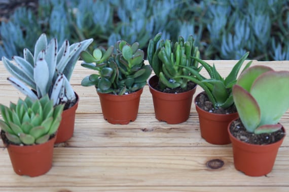 5 Assorted Live Succulent Potted Plants 2", Party Favors - Etsy