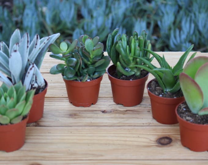 5 Assorted Live Succulent Potted Plants 2", Party Favors