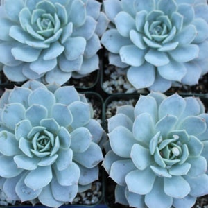 Echeveria Blue Blush Succulent Plant