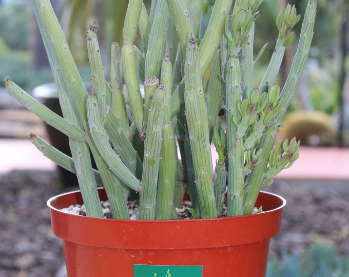 Seneccio Anteuphorbium 8 inch  Succulent Plant