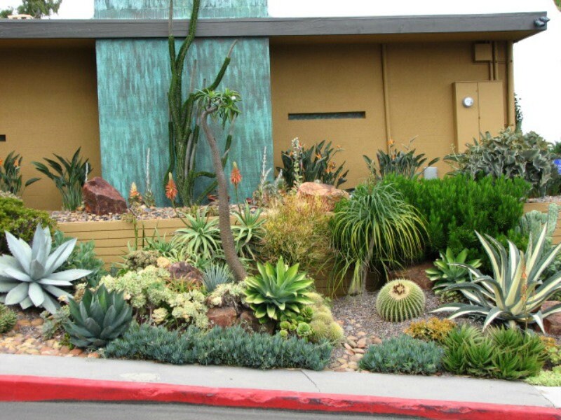 Landscape Special 8 Succulent Plants, Low Water, Low Maintenance