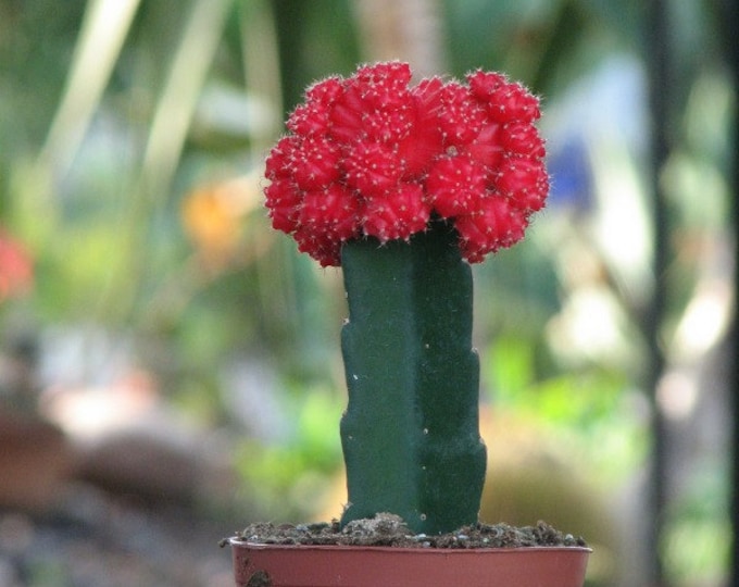 Grafted Red Large Cactus Plant