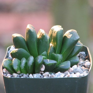 Haworthia Truncata Succulent Plant