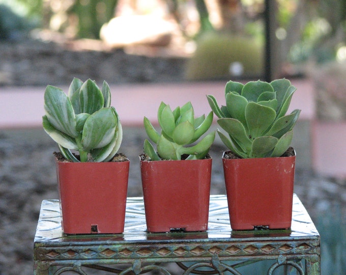 Three Mini Succulent Plants