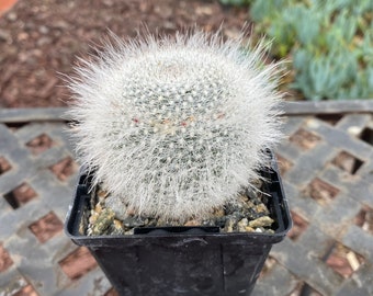 Mammillaria Hahniana Cactus Plant oversized
