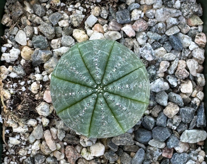Euphorbia Obesa  Succulent Plant