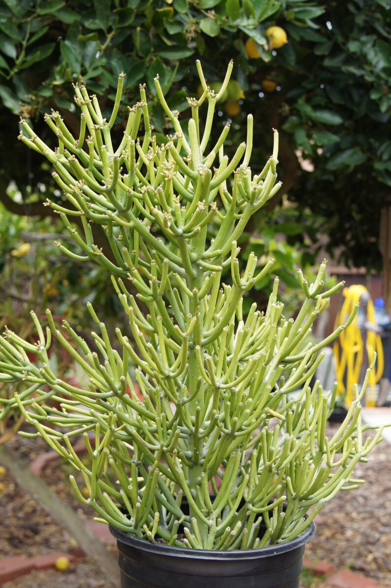 Euphorbia Tirucalli Pencil Tree Succulent Plant Etsy