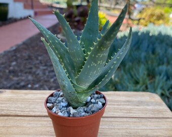 Aloe California 2 inch pot Succulent Plant