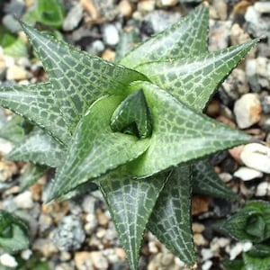 Haworthia Venosa Tessellata Succulent