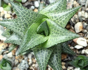 Haworthia Venosa Tessellata Succulent