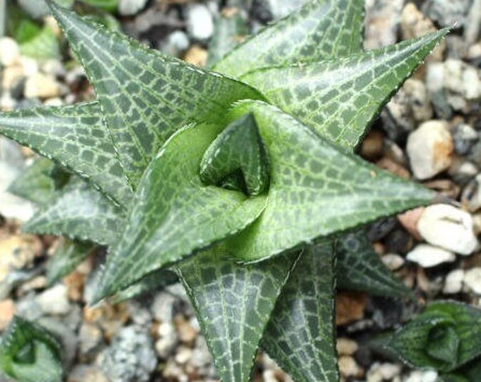 Haworthia Venosa Tessellata Succulent
