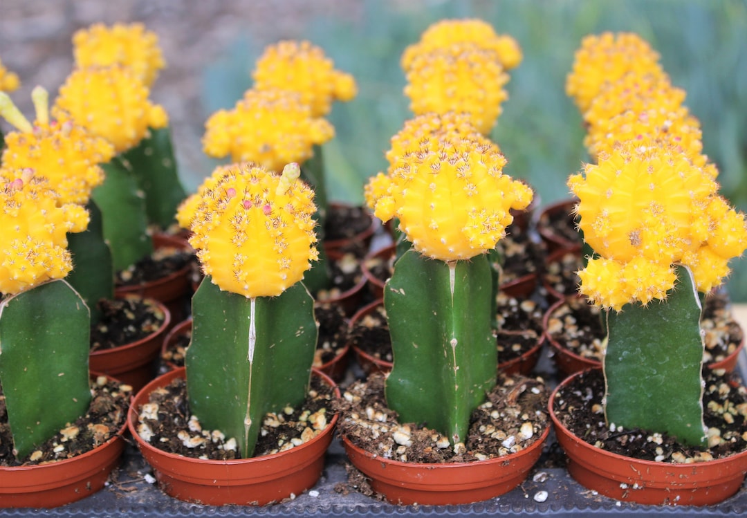 Grafted Yellow Cactus Plant - Etsy 日本