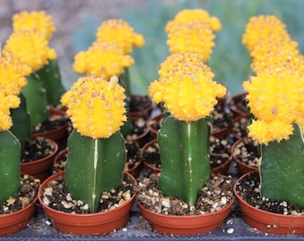Grafted Yellow Cactus Plant