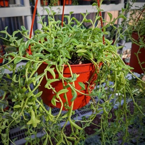May include: A hanging basket with a String of Dolphins succulent plant. The plant has long, trailing stems with small, dolphin-shaped leaves. The pot is a reddish-orange color and is suspended by red wires. Other plants are visible in the background.