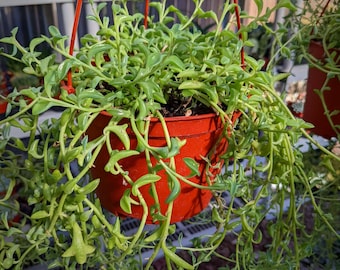 Hanging String of Dolphins Succulent Plant