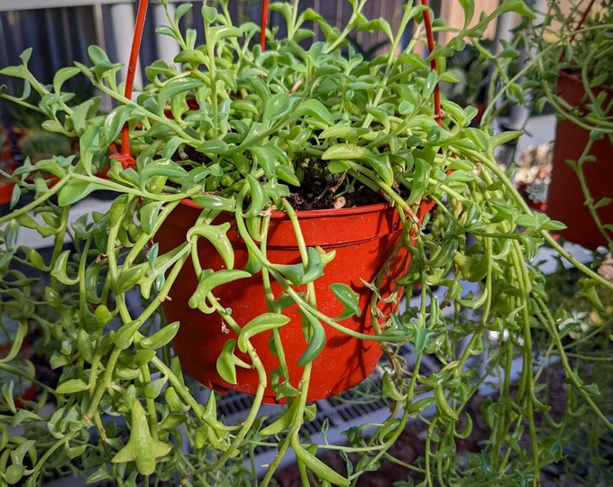 Hanging String of Dolphins Succulent Plant