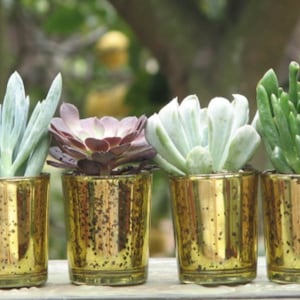 May include: Four small succulents in gold-colored glass pots. The succulents are arranged in a row on a wooden surface.