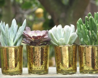 5 Live Succulent Plants in Gold Glass Pots, Wedding Favors