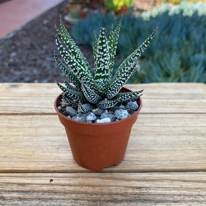 Haworthia Zebra Succulent Plant 2 inch pot image 2