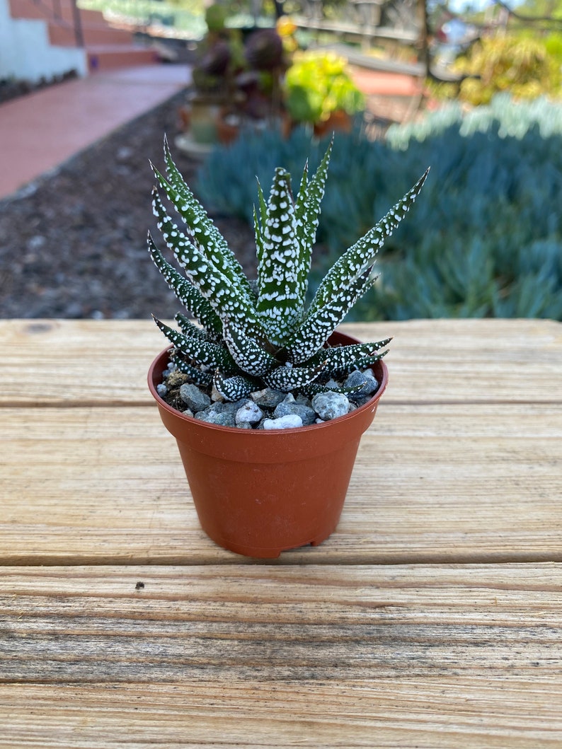 Haworthia Zebra Succulent Plant 2 inch pot image 2