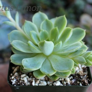 Echeveria Lime and Chile Succulent Plant