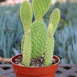 Opuntia Mini Cactus Plant