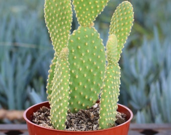 Opuntia Mini Cactus Plant