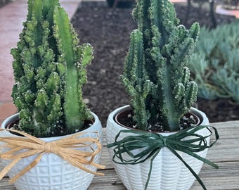 Two Fairy Castle Cactus Plant in ceramic pot gift plant