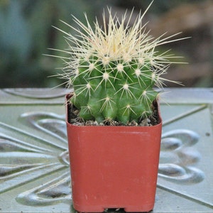 Echinocactus Grusonii mini Cactus Plant image 1