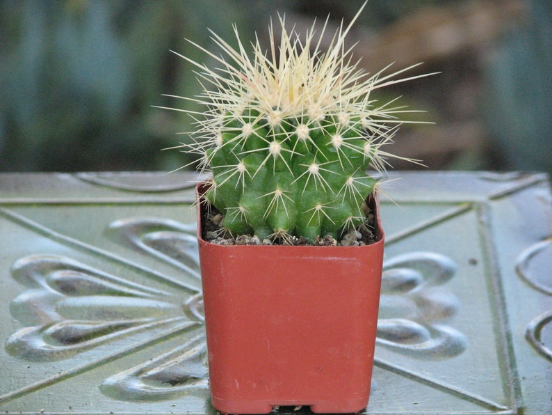 Echinocactus Grusonii mini Cactus Plant image 1