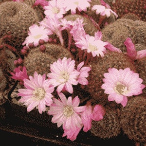 Rebutia Narvacense Cactus Plant