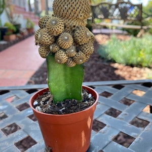 Grafted Rebutia Cactus Plant