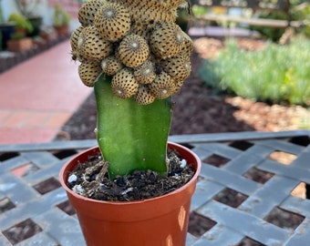 Grafted Rebutia Cactus Plant