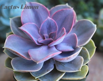 Echeveria Perle Von Nurnberg Succulent Plant