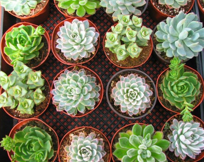 Echeveria 16 Rosettes Succulent  Plants 4 inch Pots