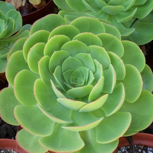 Aeonium  Urbicum Saucer Clumping Plant Succulent, landscape Special