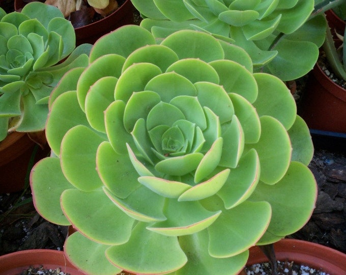 Aeonium  Urbicum Saucer Clumping Plant Succulent, landscape Special