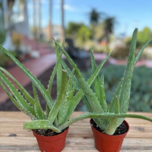 Aloe Vera 2 Medicine Succulent Plants