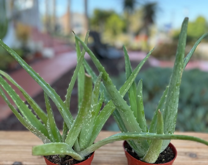 Aloe Vera Medicine, Barbadensis miller, two ale plants