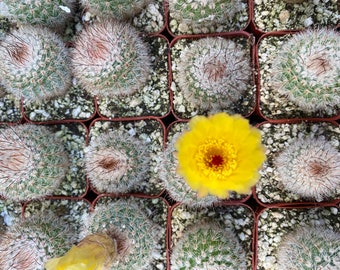 Mini Notocactus Scopa Cactus Plant in 2 inch pot