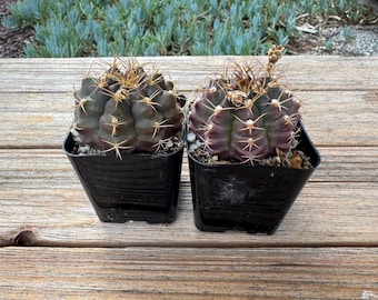 Gymnocalycium  mini 2 inch pot Cactus Plant