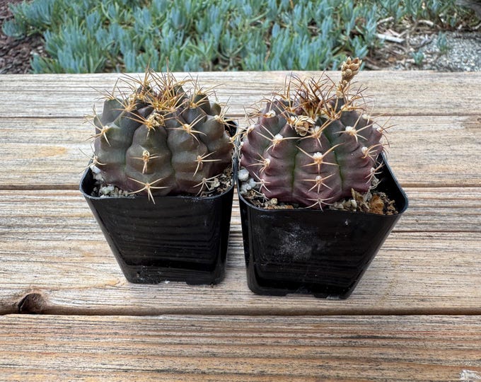 Gymnocalycium  mini 2 inch pot Cactus Plant